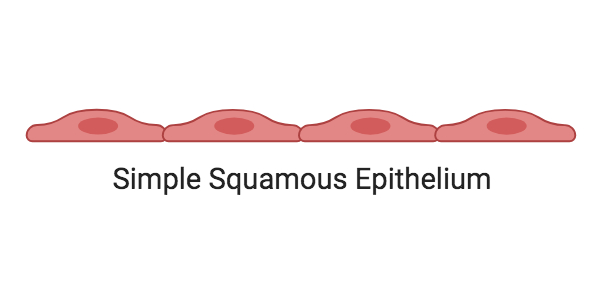 Histology (Epithelial Tissue) Teaching Resources Mikaela Stiver