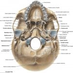 Grant's Atlas of Anatomy, 14th ed. © 2013 Wolters Kluwer Health | Lippincott Williams & Wilkins