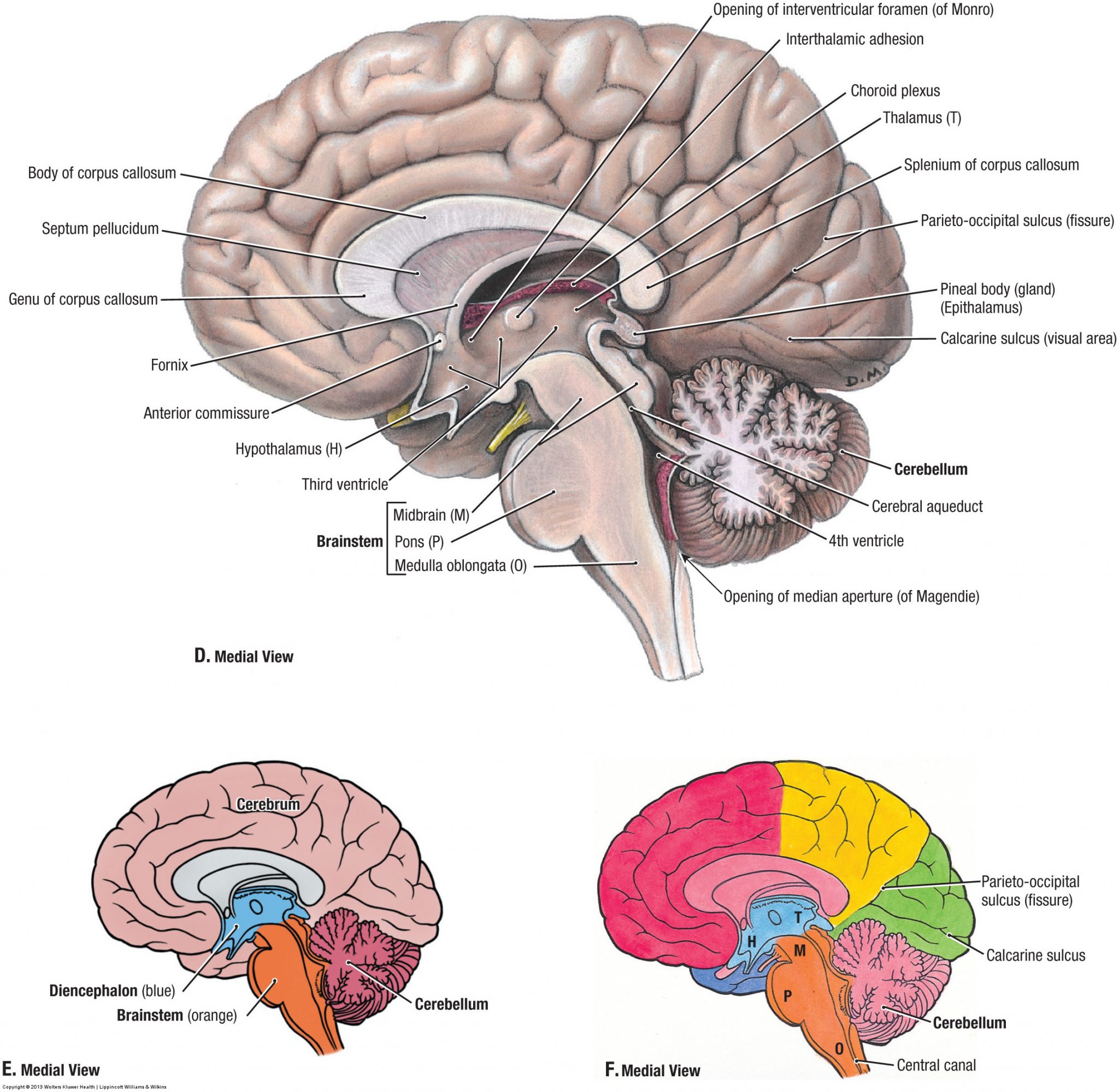 Neuroanatomy