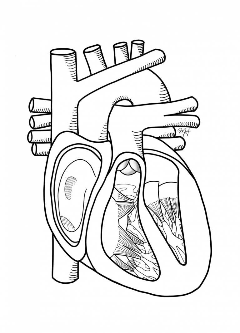 Anatomical Doodles | www.mikaelastiver.com