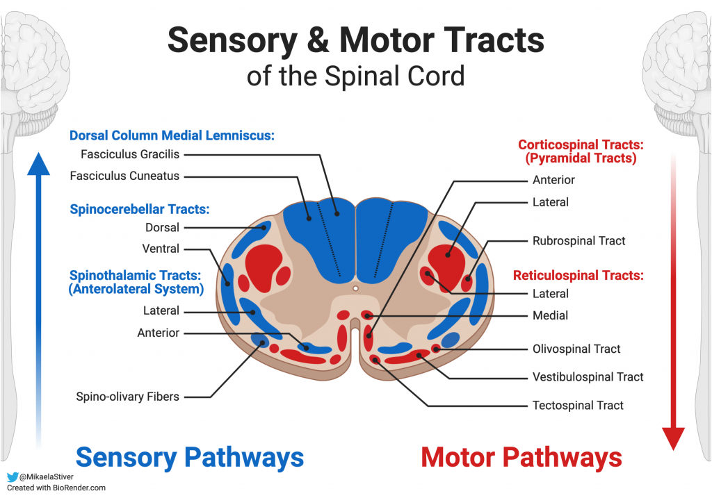 Sensory And Motor Nerves Diagram