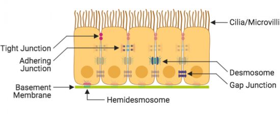 Histology (Epithelial Tissue) Teaching Resources Mikaela Stiver